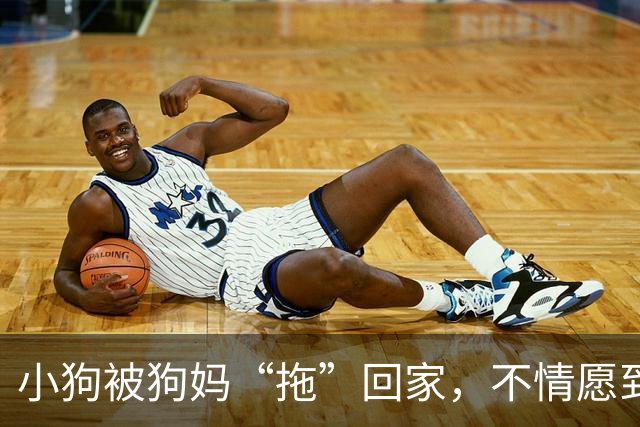 小狗被狗妈“拖”回家，不情愿到连爪子都在控诉：我还要玩！
